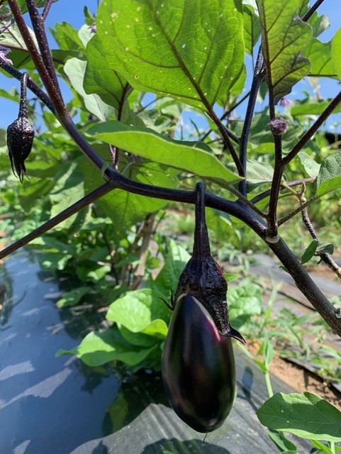 自然栽培農家SOILLIFE